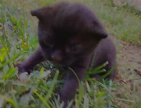 Černá kočička zdarma - 2