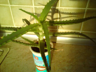 léčivá KALÍSIE vonná, Aloe, Rýmovník - 2