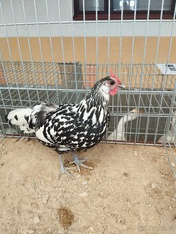 Prodám kuričky i kohoutky Hamburčanky stříbrné černě tečkova - 2