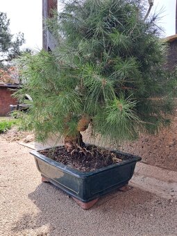 Bonsai Borovice - 2