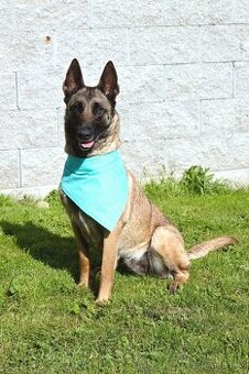 Malinoiska Naomi hledá domov - 2