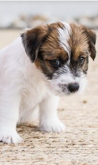 Jack Russell teriér s PP - 2