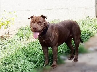 ARES K ADOPCI - zlomená něžná dušička - 2