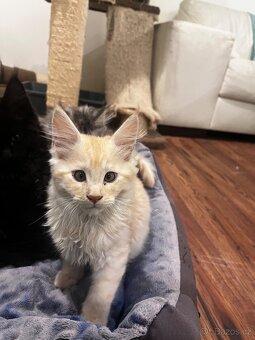 kotatko maine coon s PP/Fenix - 2