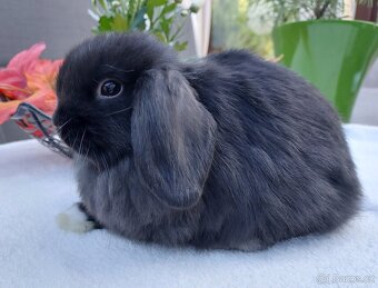 Zakrslý Minilop miminka - 2