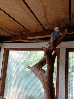 Andulka vlnkovaná - 2