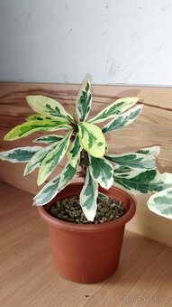 Euphorbia Milii variegated "Fireworks" - 2