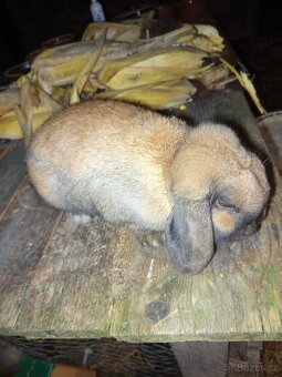 Zakrslý beran durynský - 2