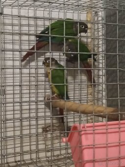 Pyrura zelenolici - 2