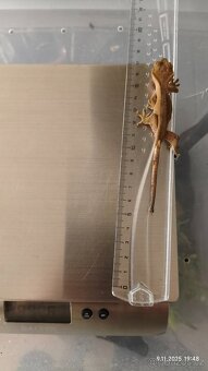 Pagekon řasnatý - mláďata na prodej - 2