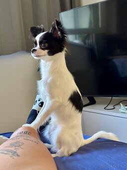 Dlouhosrstá čivava - 2