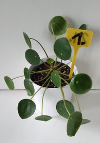 Pilea - pokojová rostlina - 2