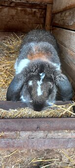 Francouzský  beran - 2