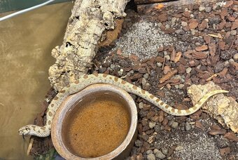 Heterodon nasicus / heterodon nosatý - 2