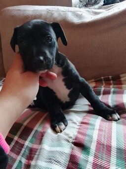 Americký STAFORDŠÍRSKÝ teriér - 2