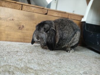 Zakrslý beránek - 2