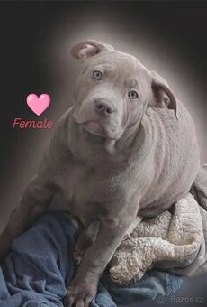American bully xl xxl - 2