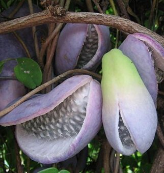 AKEBIE PĚTIČETNA - ČOKOLADOVA REVA - 2