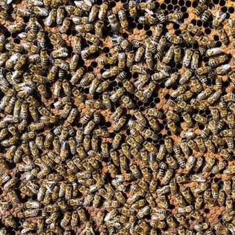 Vyzimované včelstvo - 2