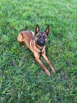Belgický ovčák - malinois s PP - 2