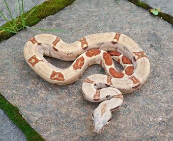 Boa imperator - Normal a Hypo 66% het Sterling VPI - 2