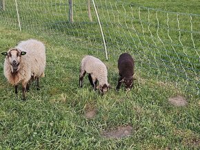Shetlandská ovce - letošní skopečci - 2
