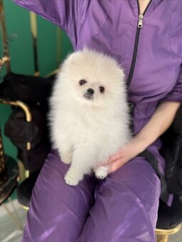 Pomeranian s PP - 2