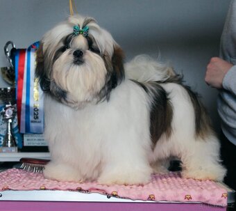 Štěňátka Shih-tzu s PP(shi-tzu, shihtzu) - 2