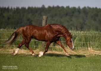 Připuštění welsh cob - 2