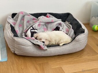 maltézské štěně na prodej / maltese puppy for sale - 2