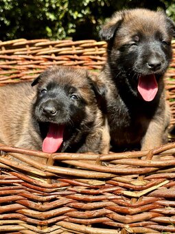BELGICKÝ OVČÁK MALINOIS - ŠTĚŇATA - 2