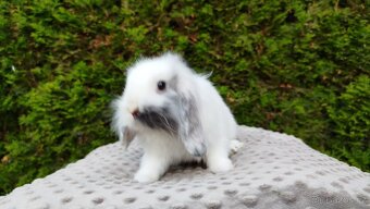 Zakrslý beránek, králíček, králík - MOLLY - 2