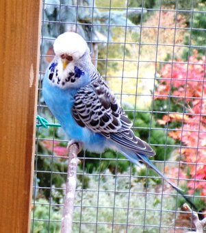 Andulka vlnkovaná - 2