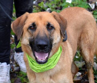 DONALD K ADOPCI - 2,5 ROKU, AKTIVNÝ,PŘÁTELSKÝ,VHODNÝ K RD - 2