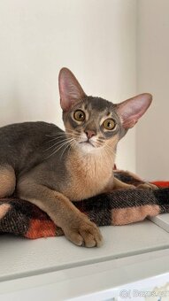 Habešsky kocourek - 2