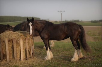 Shire horse kobylka - 2