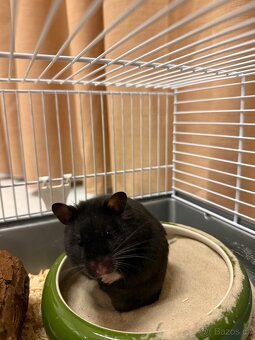 Křeček Syrský kratkosrsty - 2