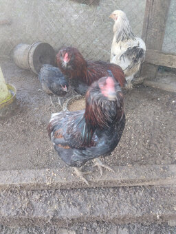 Araukana - kohouti - 2