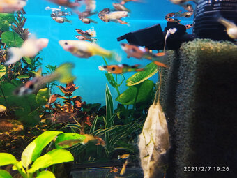 Paví očka a Endlerky - 2