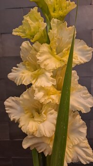 hlízy gladiol - 2