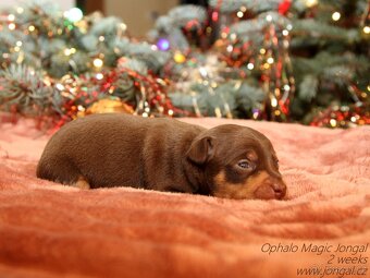 Pražský krysařík s PP FCI - 2