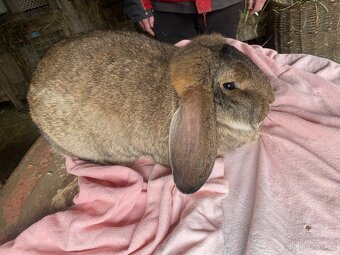 Samice na prodej - 2