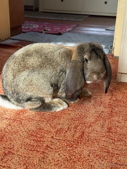 Francouzský beran - 2