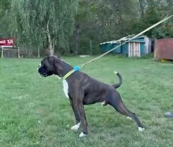 Německý boxer - 2