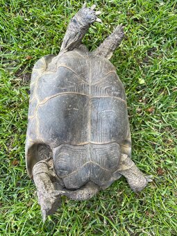 Želva žlutohnědá Testudo graeca - 2