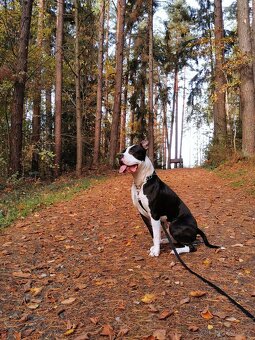 Loki stafordšírský terier - 2