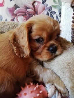 Kavalír King Charles Španěl - 2