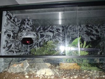 Terarium - 2