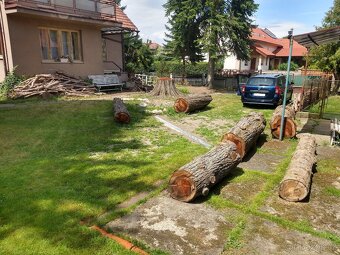 Dřevo metasekvoje čínské - kmen - 2