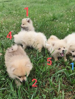 Špic pomeranian štěňátka - 2